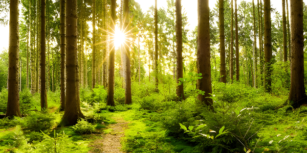 Forests